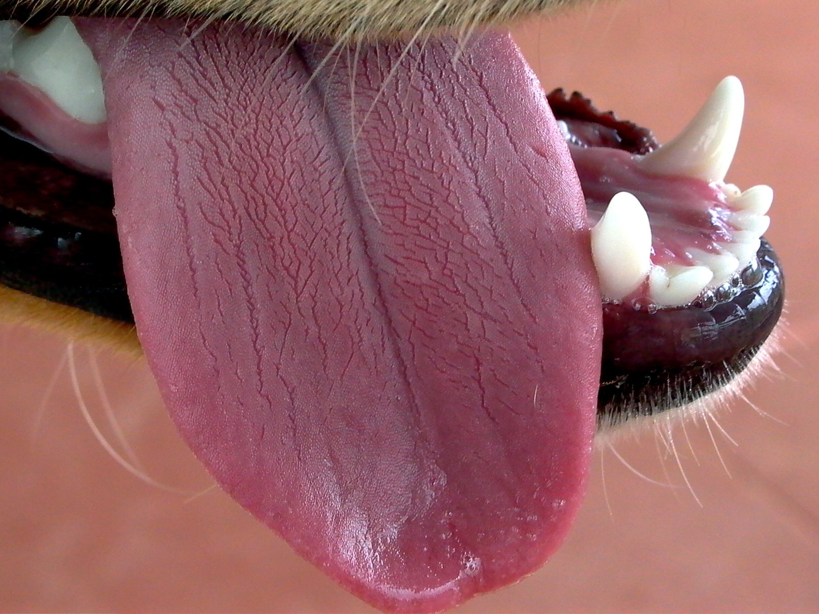 Dog Pale Tongue: Symptoms, Causes, And Solutions