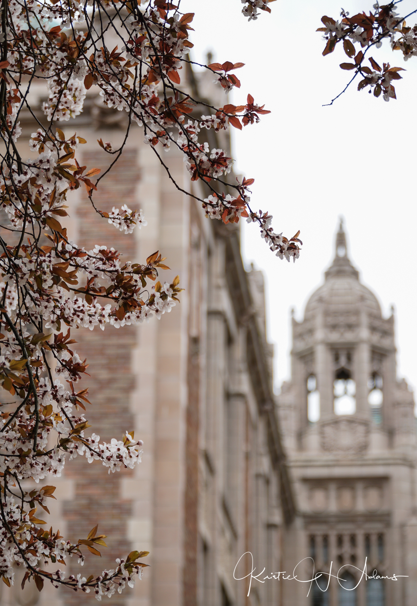 UW Cherry Blossoms Kristie Adams