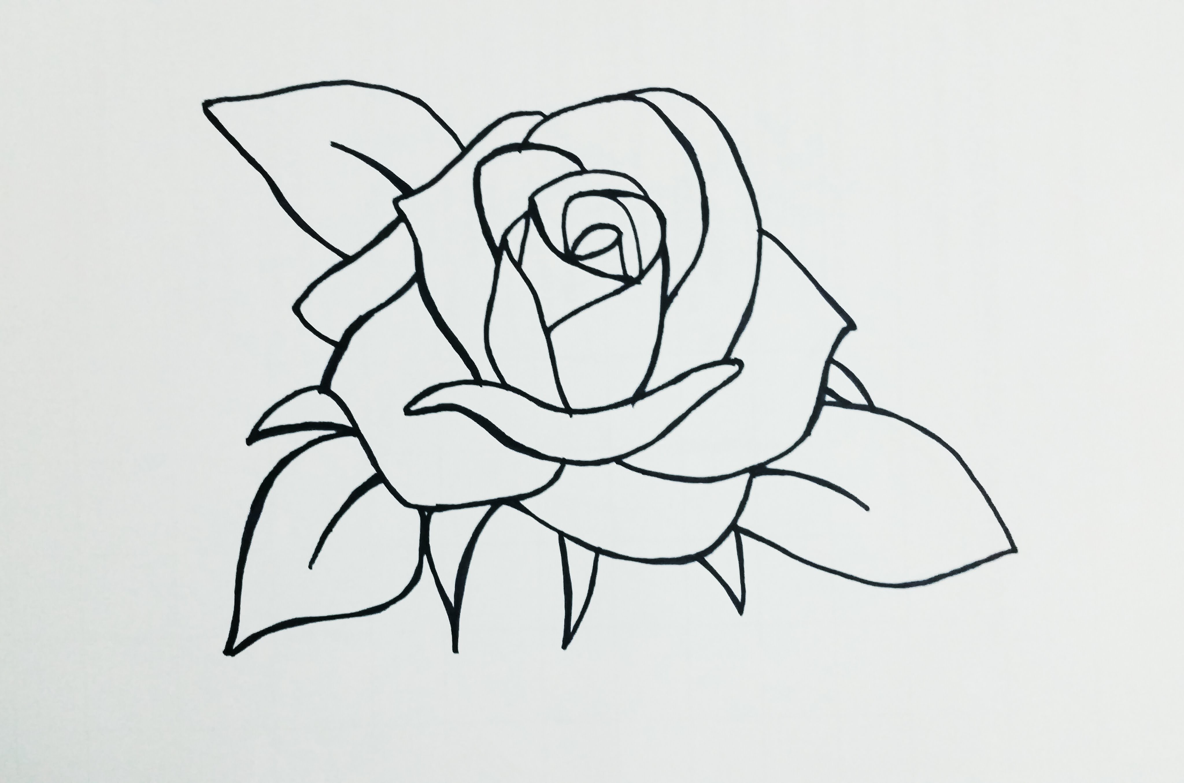 Basic Rose Drawing at Explore collection of Basic