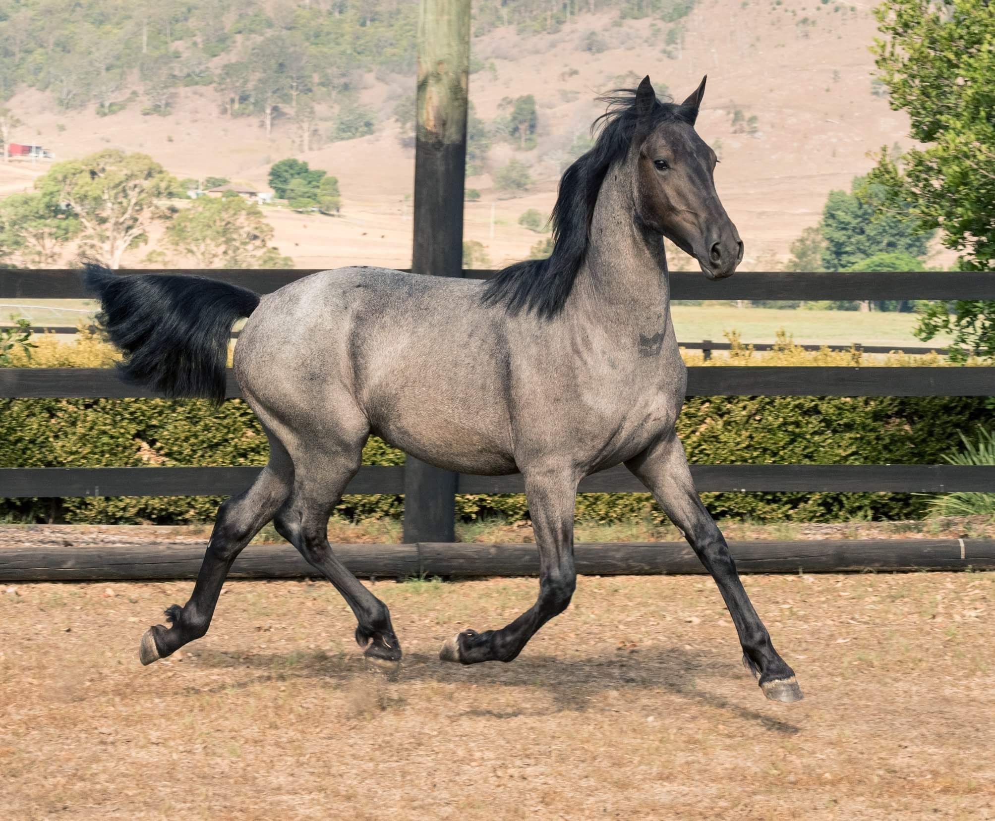 Blue Roan Trotting Beautiful horses, Beautiful horse pictures, Blue