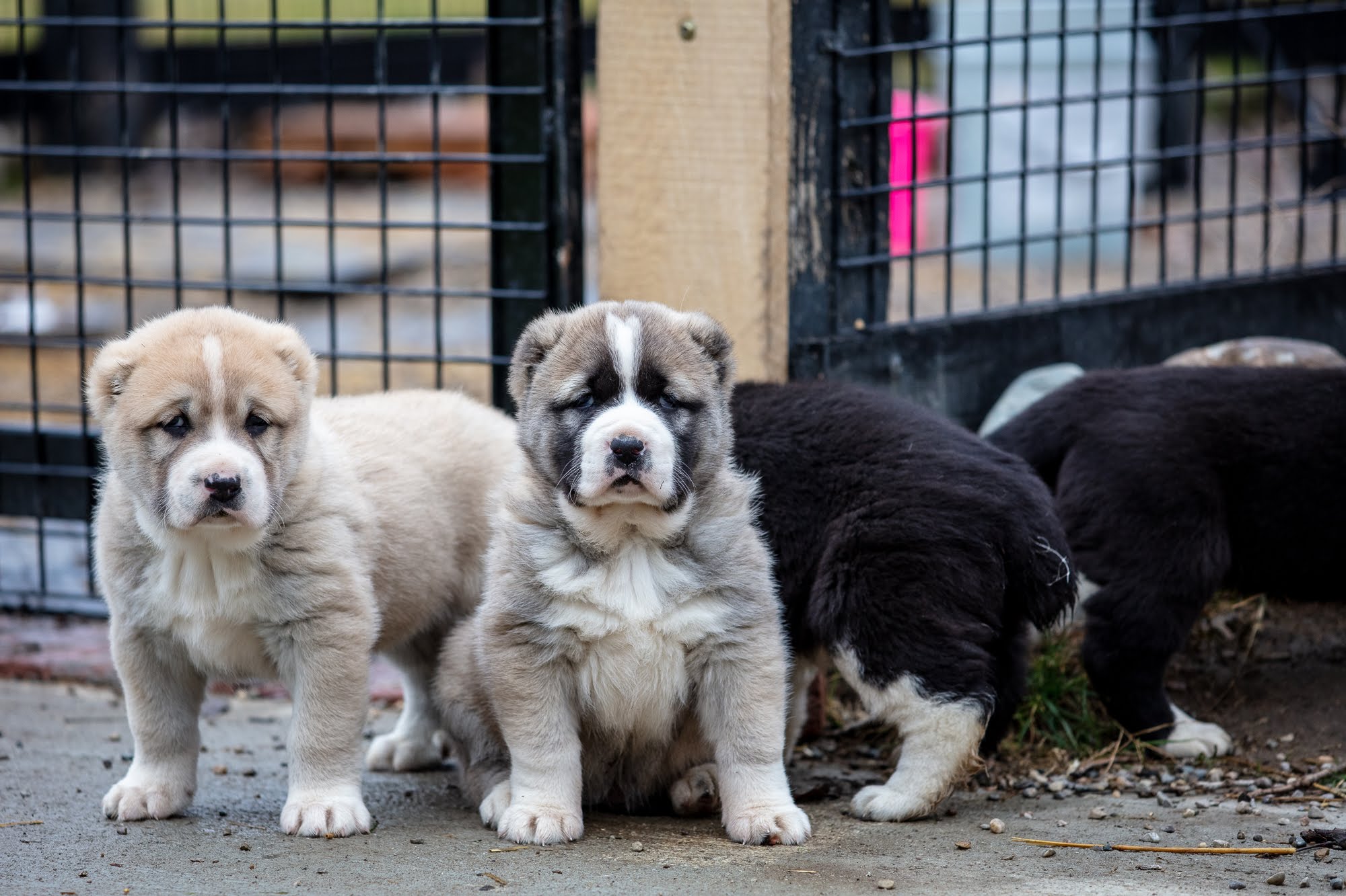 Central Asian Shepherd Puppies for Sale Central Asian Shepherd Dog