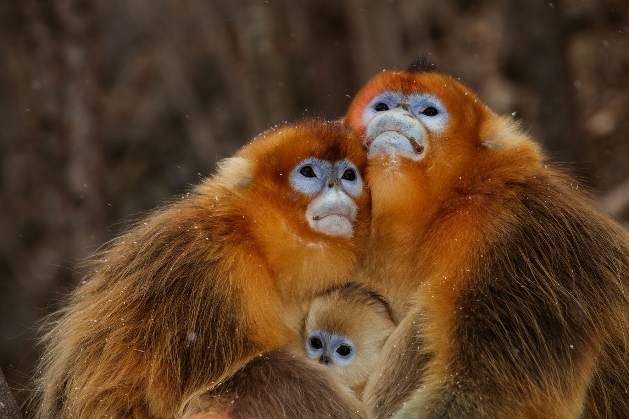 The Snub Nosed Monkey: Nature&rsquo;s Unique Primate Gem