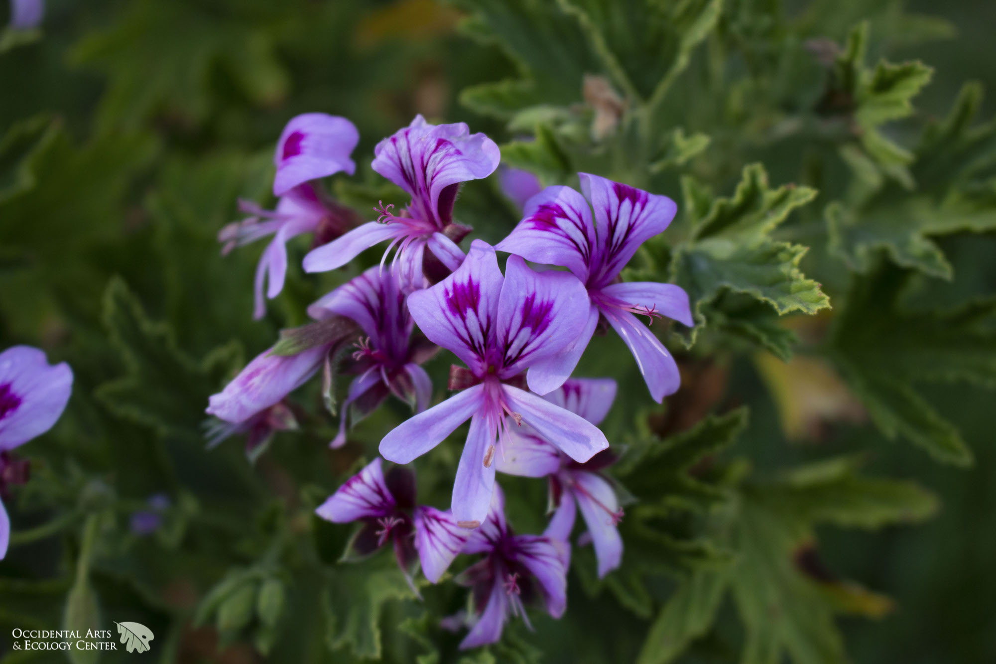 Mabel Grey' Geranium OAEC Nursery