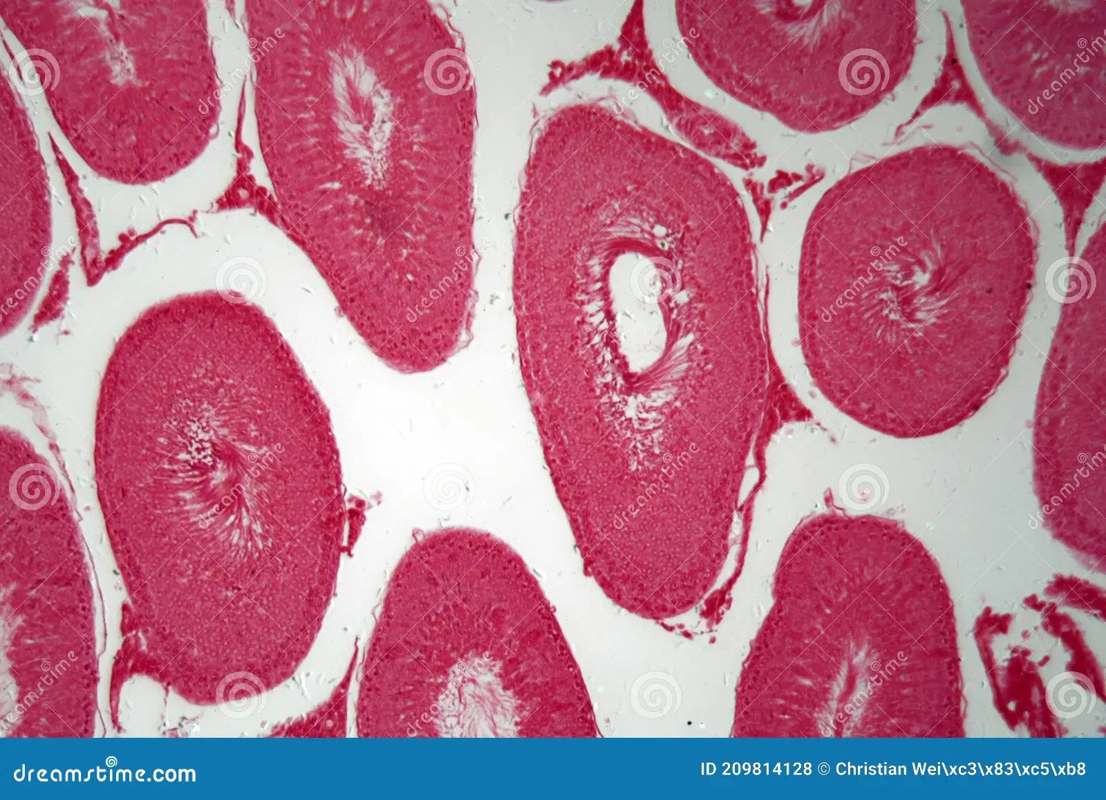 Microscope Photo of Cells of Rabbit Testicles Stock Photo Image of