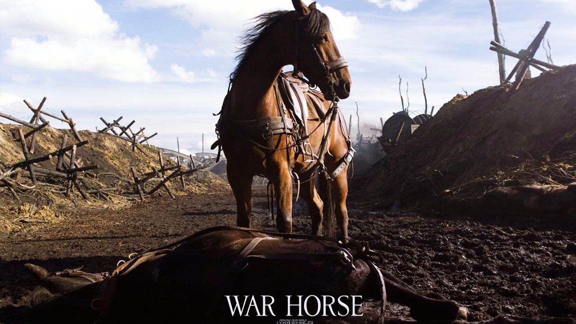 War Horse Wallpapers Wallpaper Cave