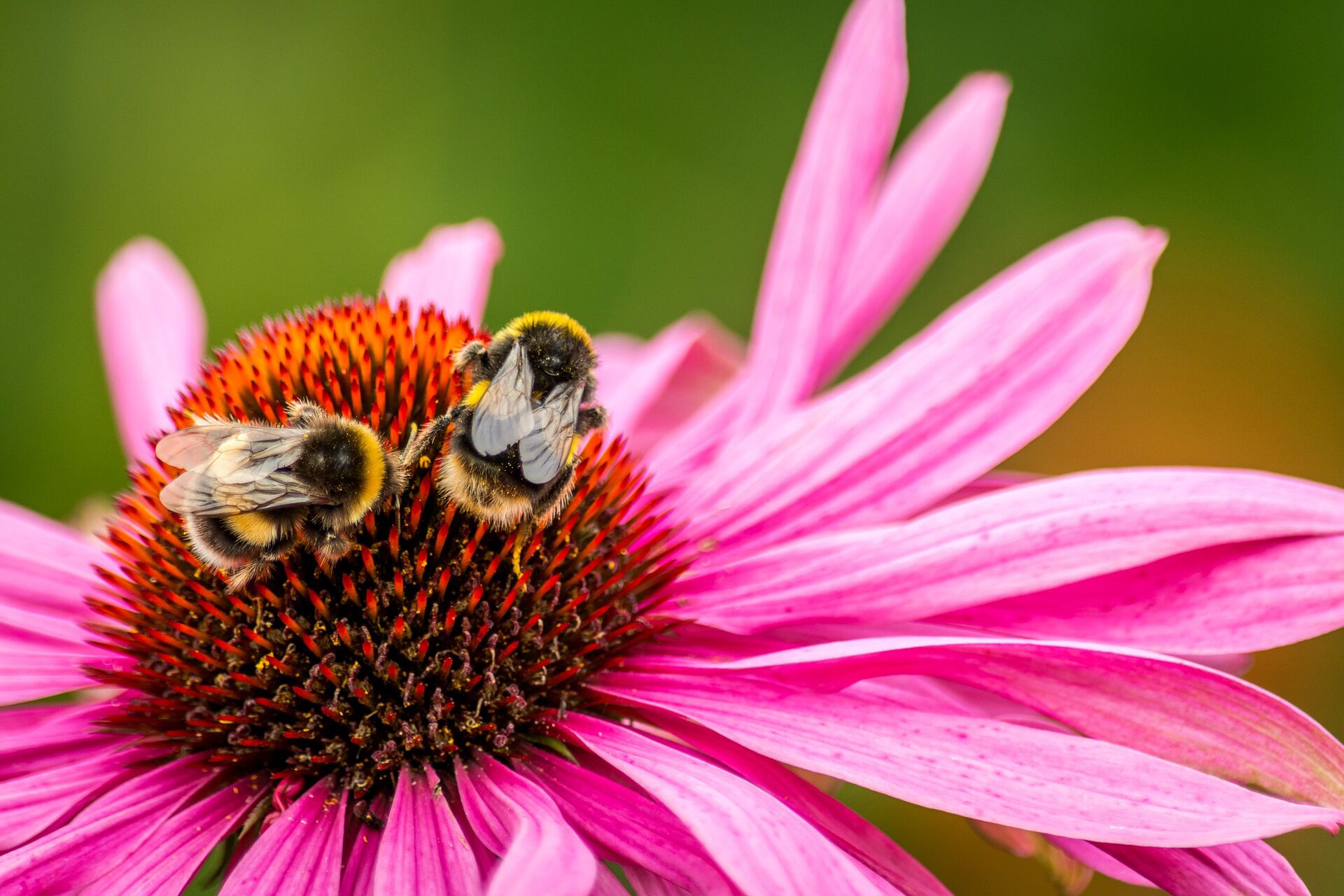 Do Bumblebees Sting? All You Need To Know About Their Behavior And Safety