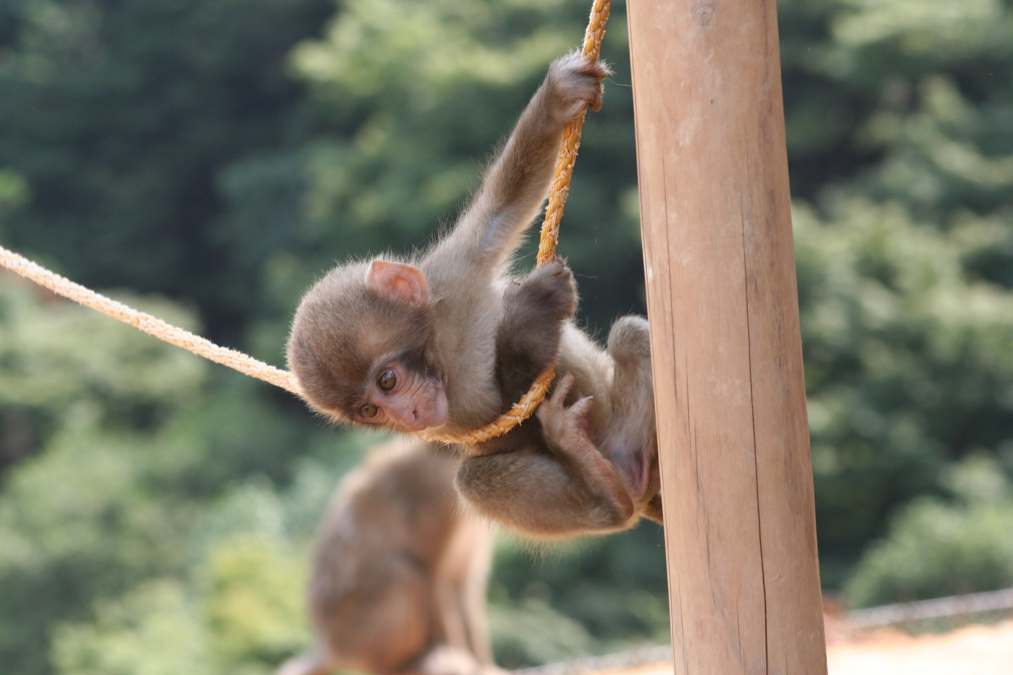 FileIwatayama Monkey Park baby monkey.JPG Wikipedia, the free