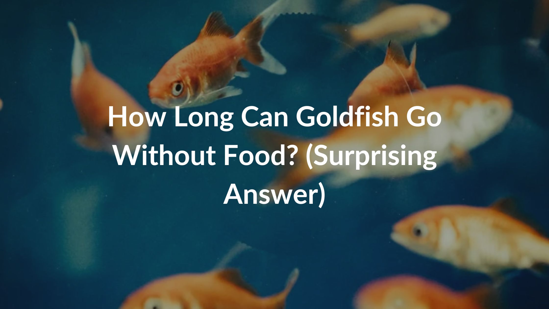 How Long Can Goldfish Go Without Food? (Surprising Answer)