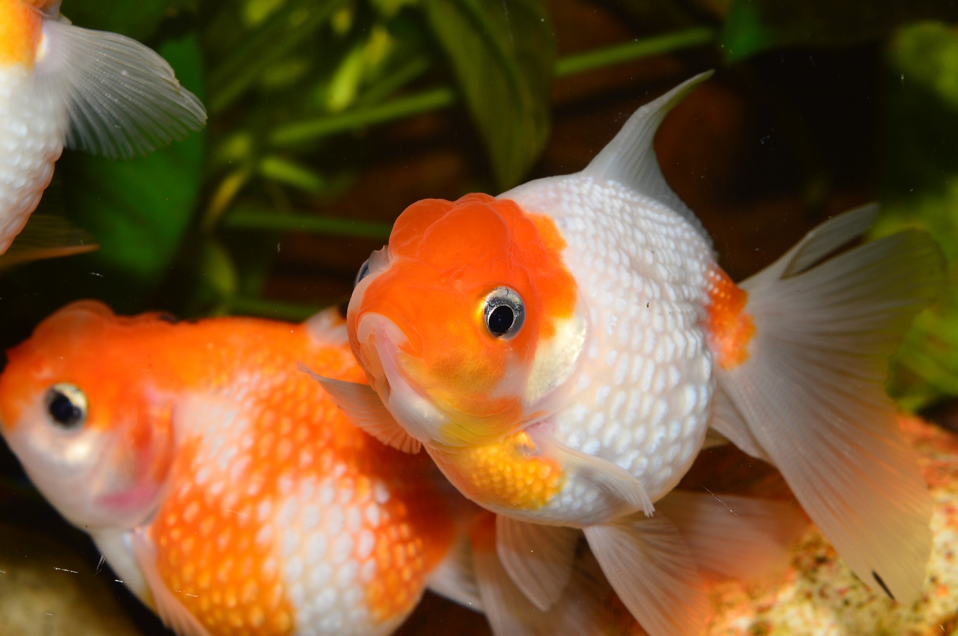 How Long Can Goldfish Go Without Food: A Complete Guide For Caring Owners