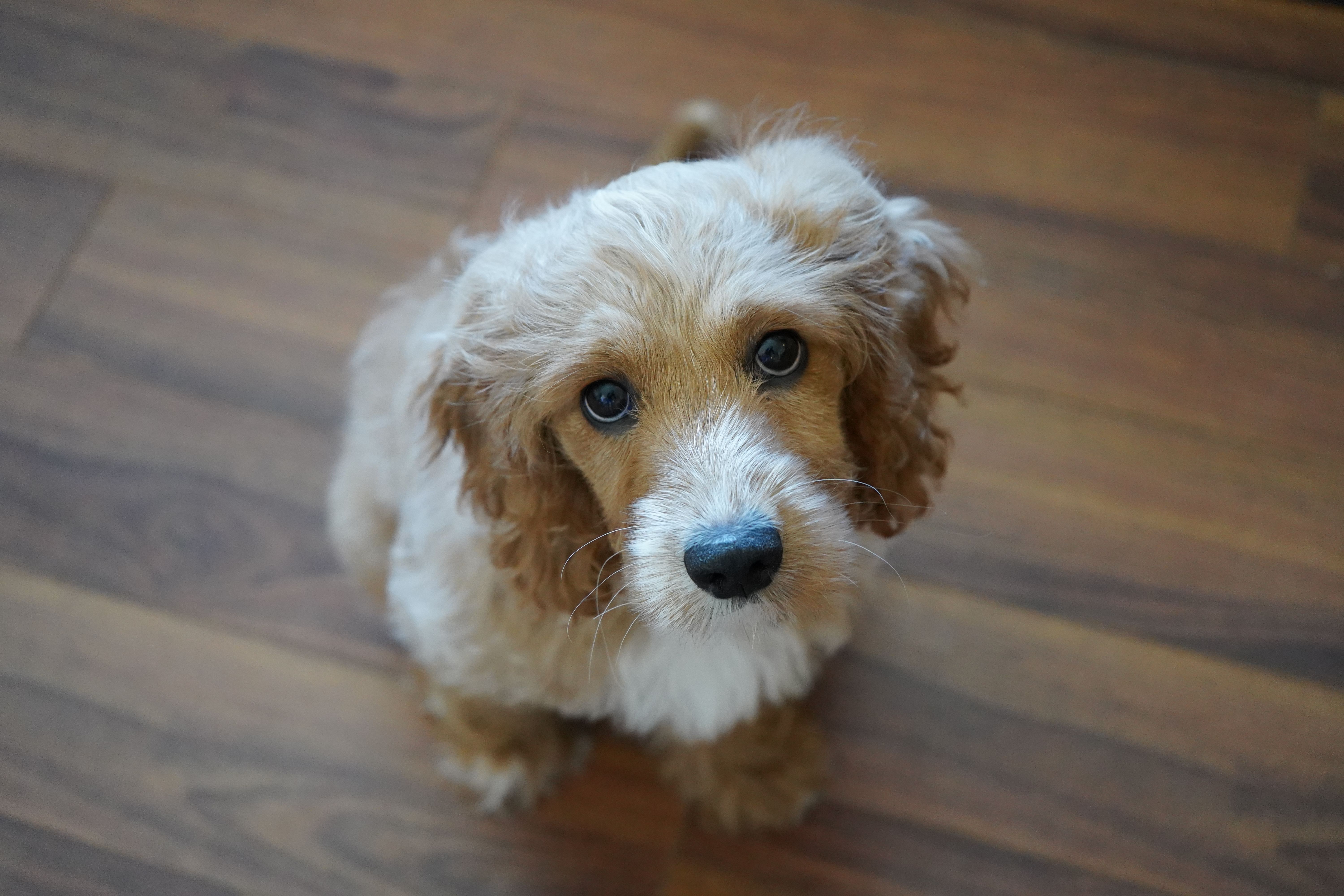 The Ultimate Guide To The Miniature Cockapoo: Traits, Care, And Training