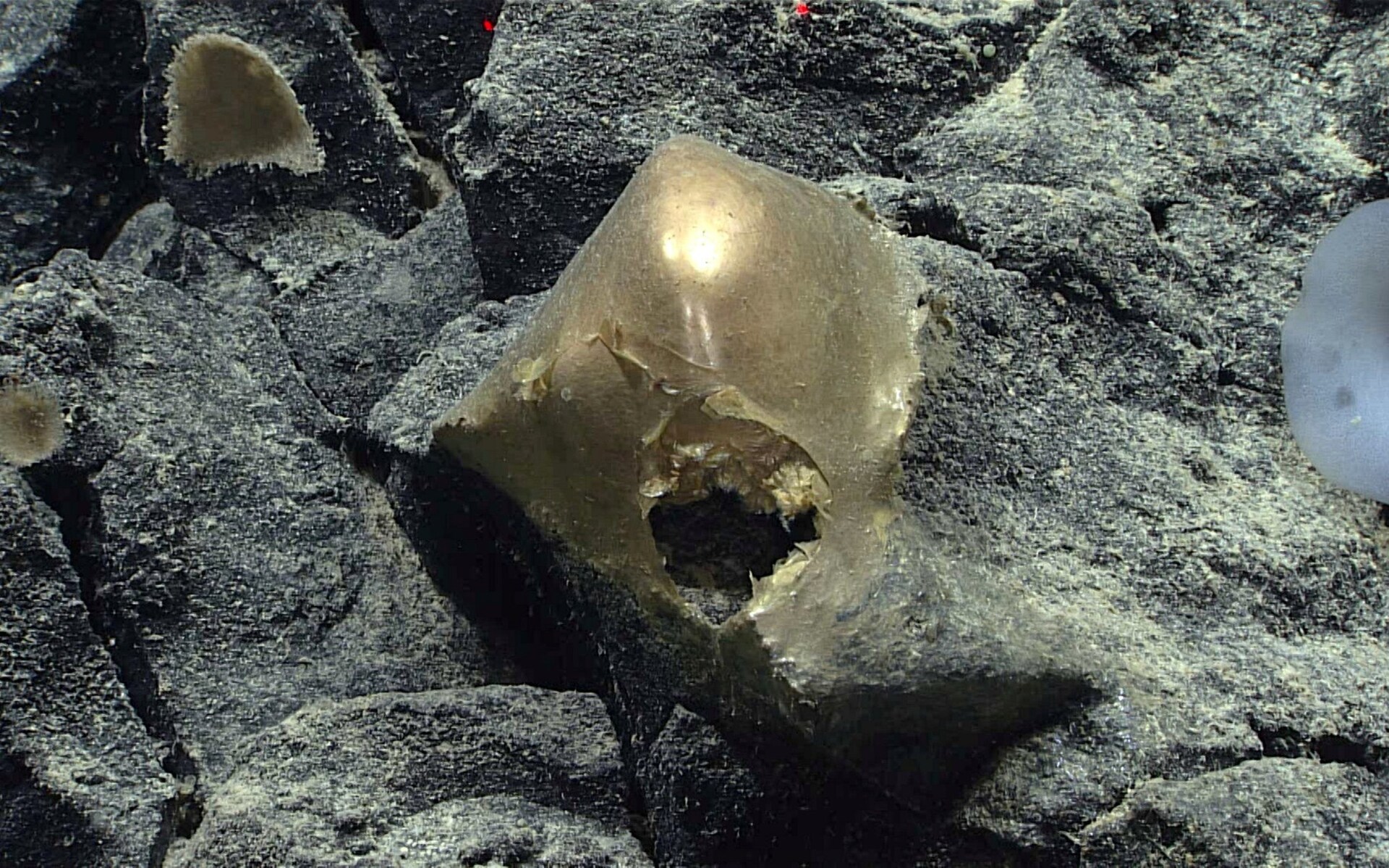 Mysterious 'Golden Egg' Discovered on the Seafloor Off Alaska