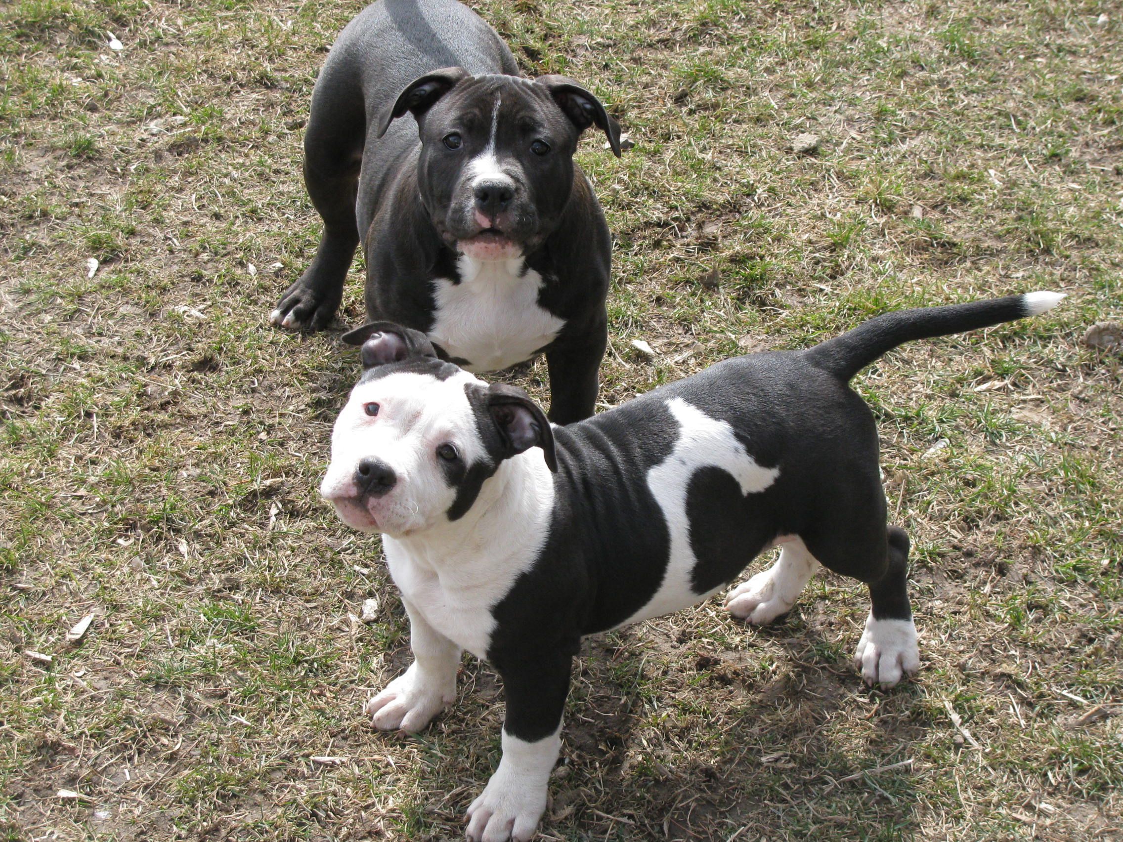 Everything You Need To Know About The Mini Pitbull: The Ultimate Guide