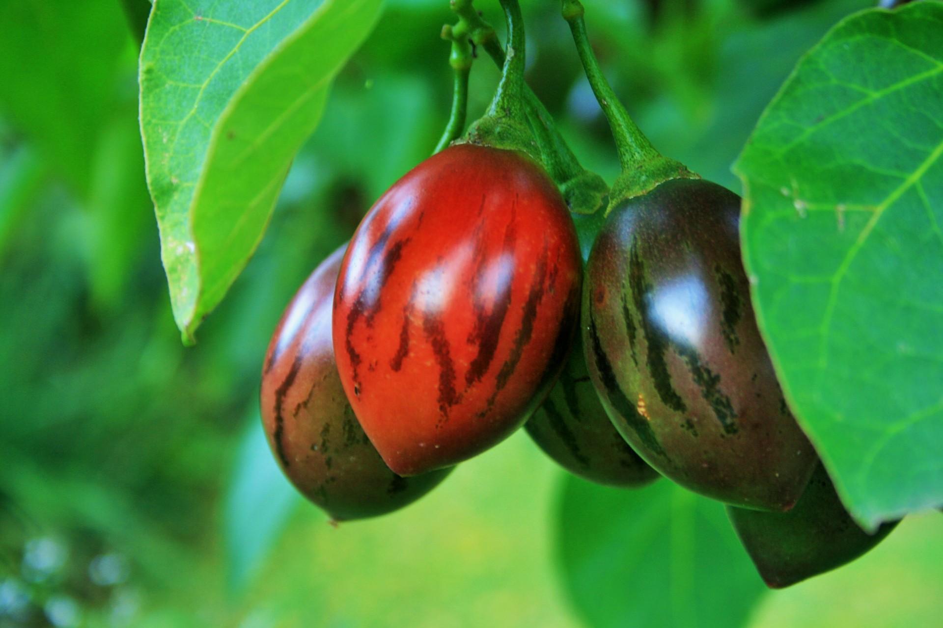 Health Benefits And Culinary Uses Of Tomate De Arbol