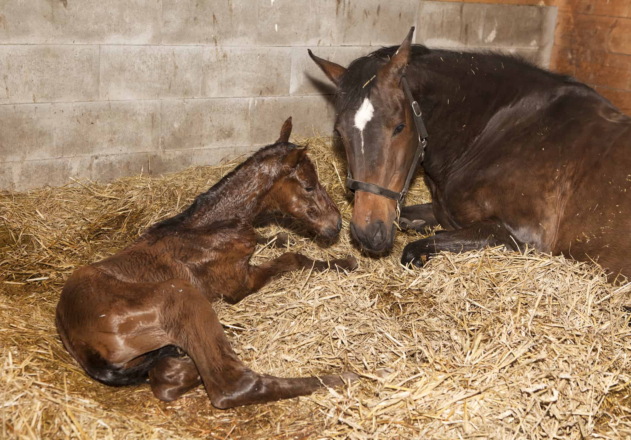 All You Need To Know About Newborn Horse Hooves: Care, Growth, And Development