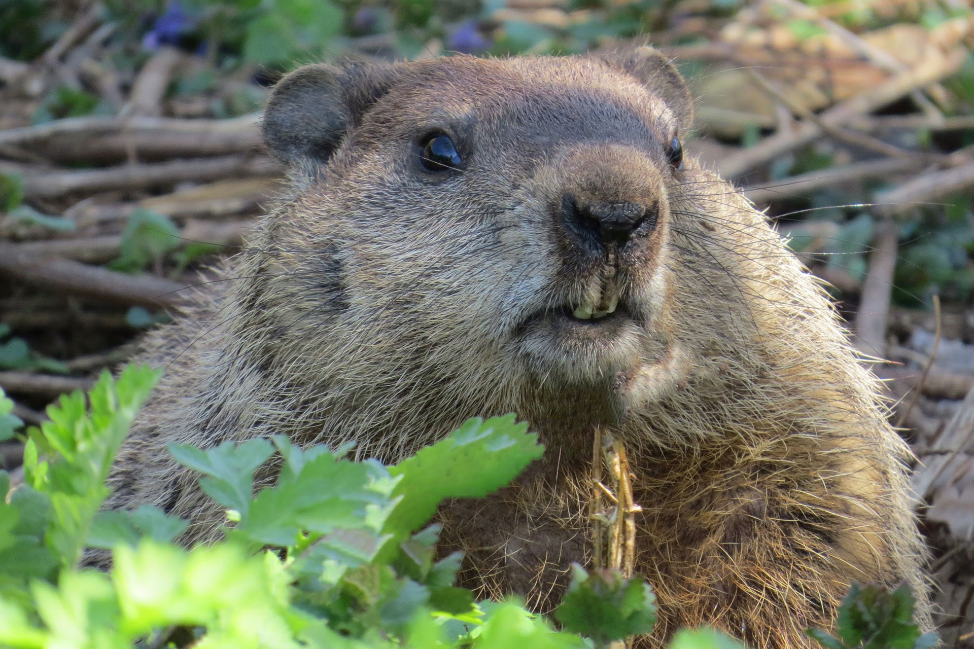 All About Woodchucks PopScotch