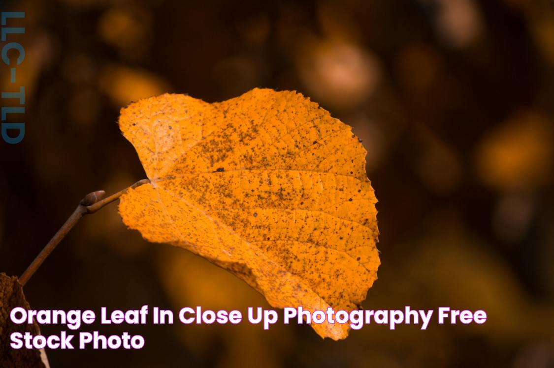 Orange Leaf in Close Up Photography · Free Stock Photo