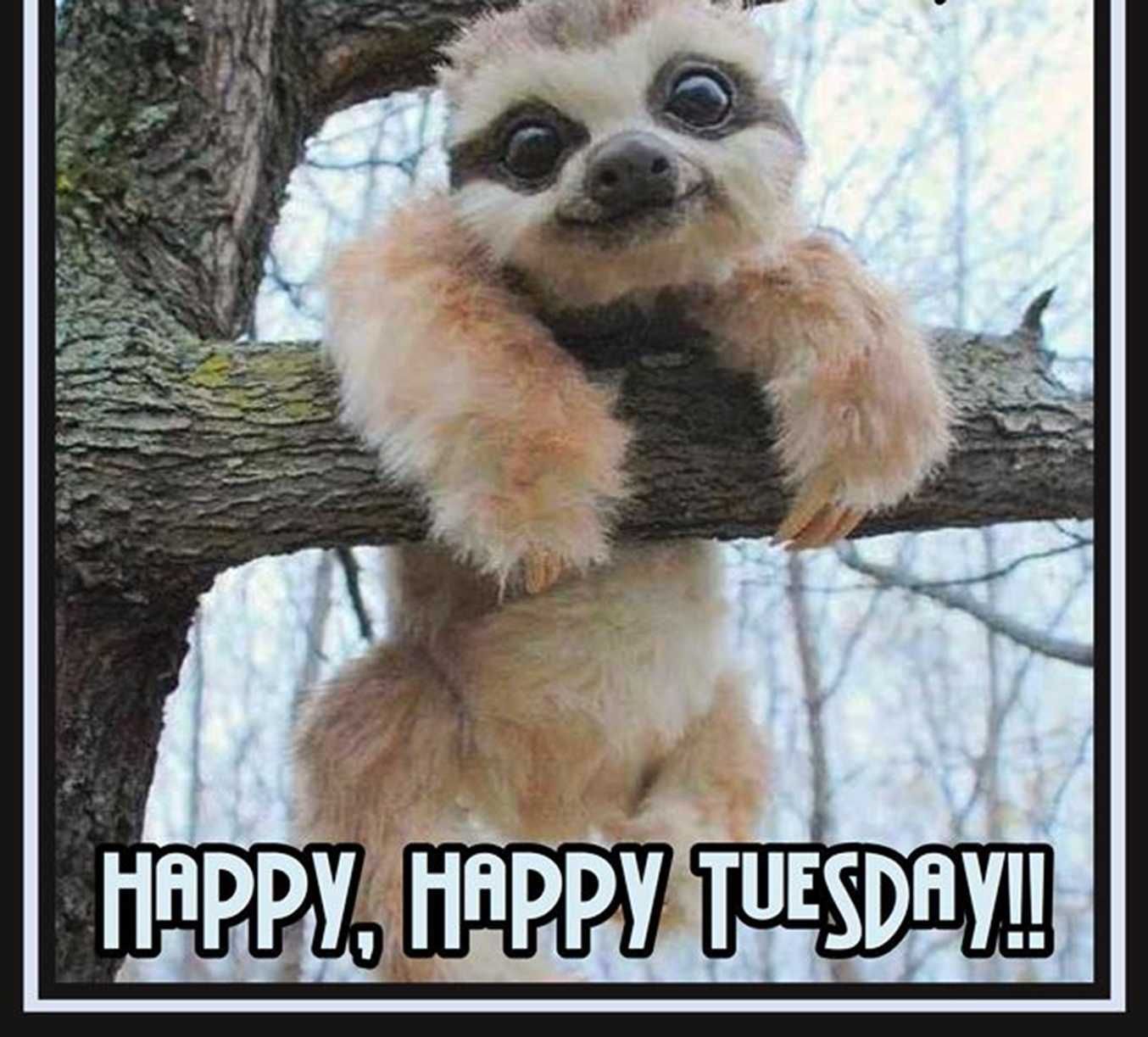 Creative Ways To Celebrate With A Happy Tuesday Meme