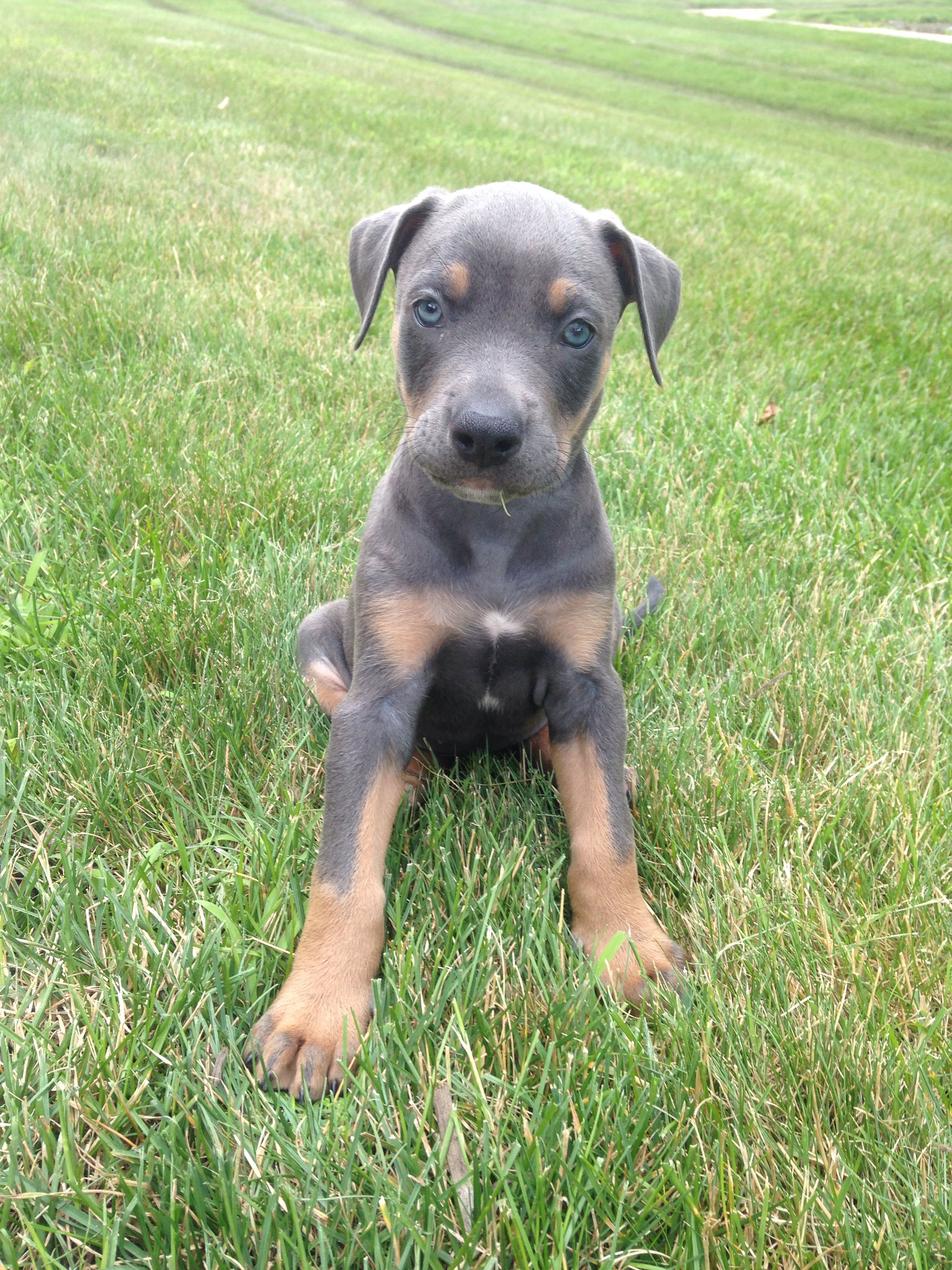 Miniature Pinscher Pitbull Mix (2022)