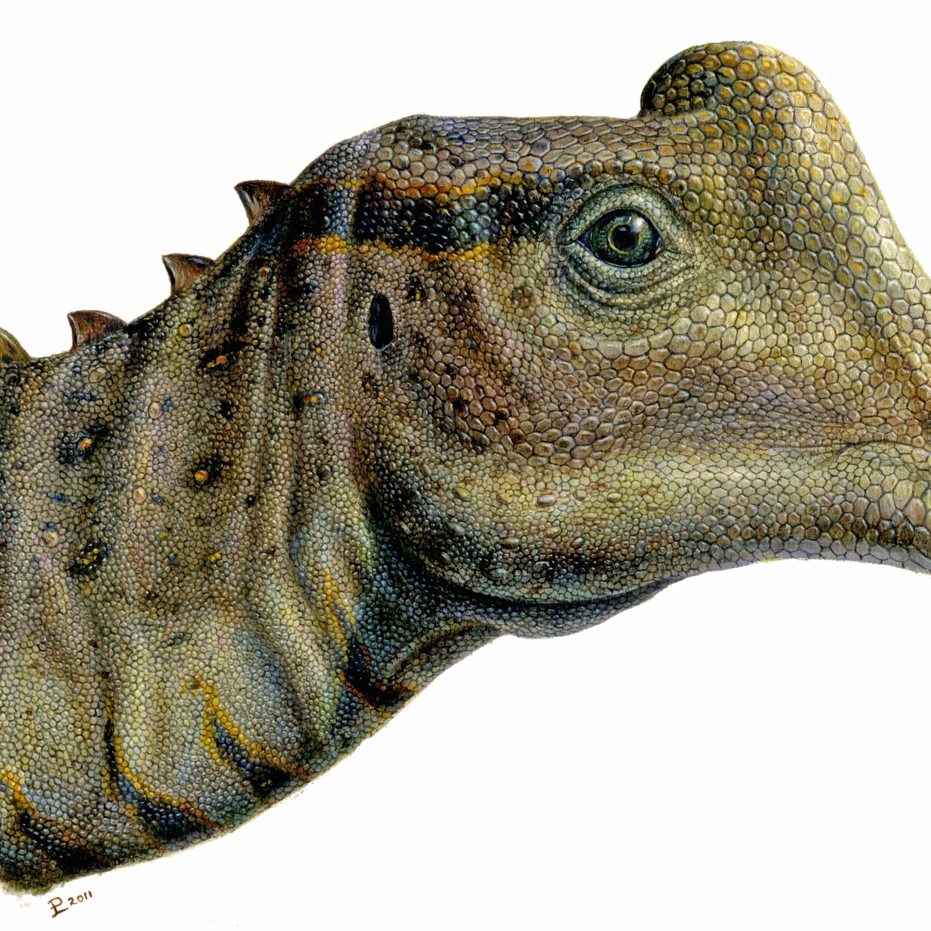 The Dinosaur With 500 Teeth: Secrets Of Nigersaurus Revealed