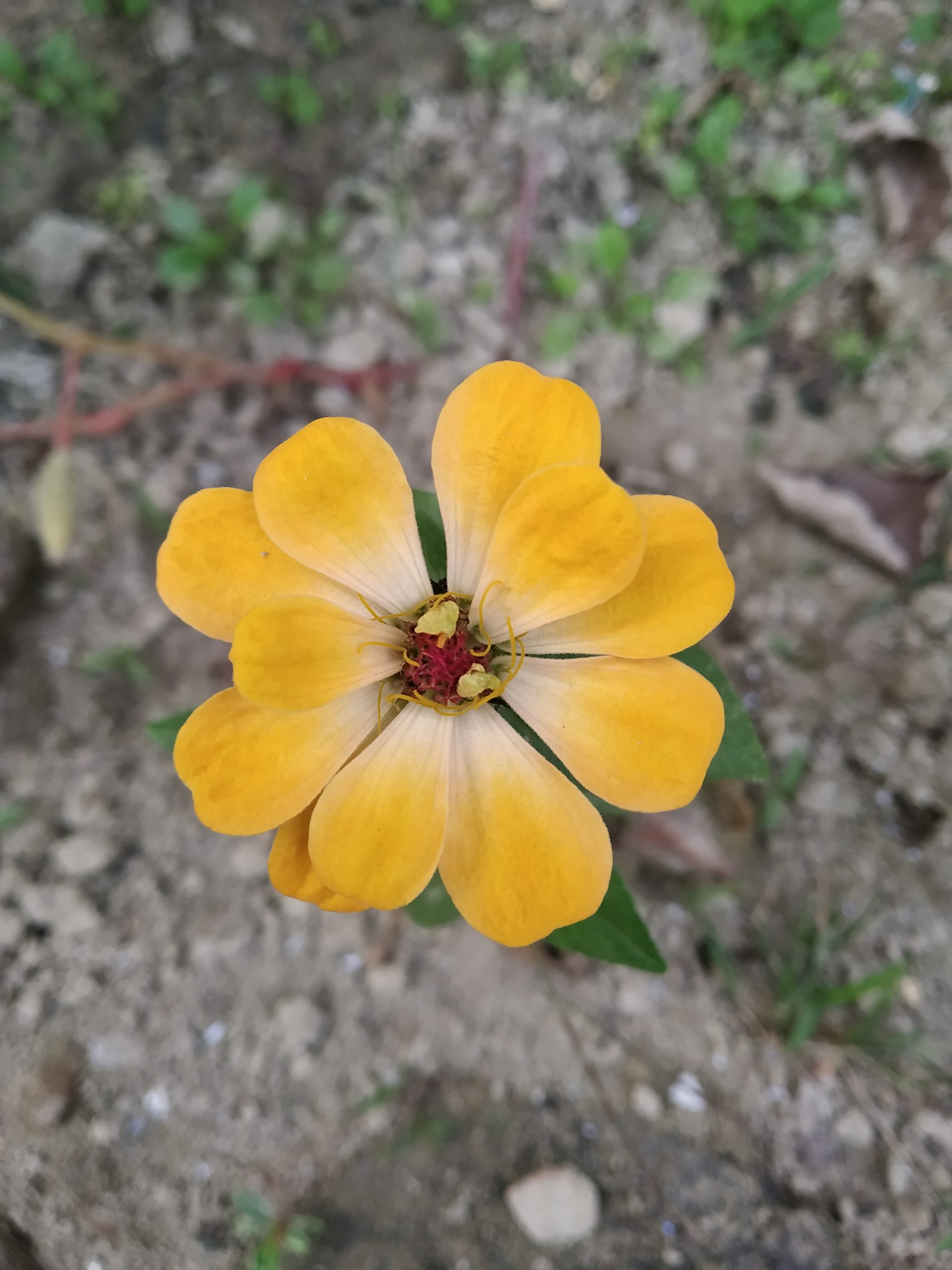 Celebrate Yellow Flower Day: A Symbol Of Friendship And Positivity