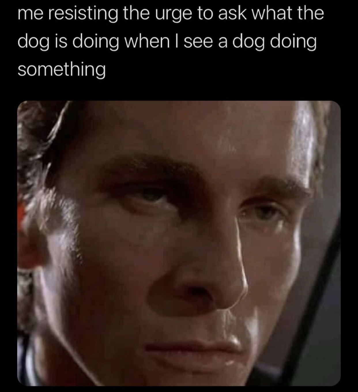 what the... what the... What the Dog Doin' Know Your Meme